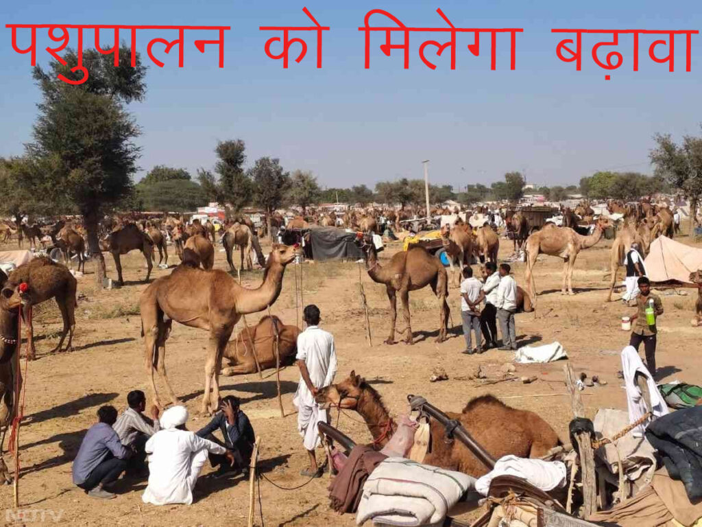 Rajasthan cattle fairs