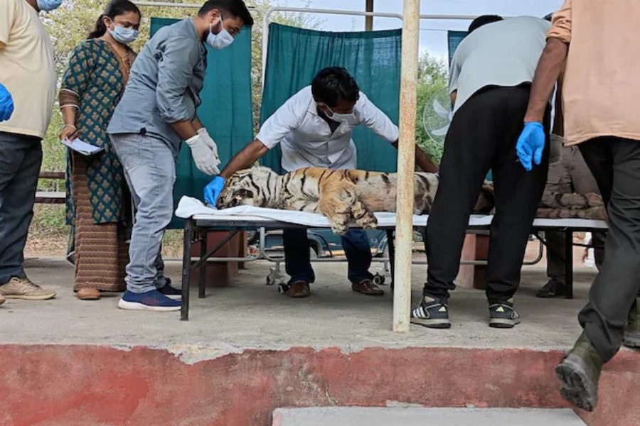 Ranthambore Tiger T-84 'Arrowhead' Passes Away After Prolonged Illness